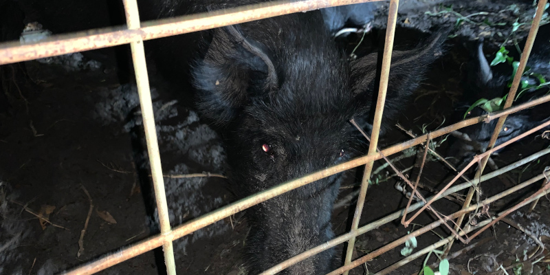 Wild Hog Removal Service in Sarasota County, Florida