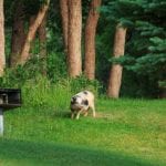 Wild Pig Removal
