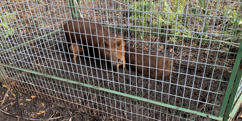 Feral Hog Trapping in Riverview, Florida