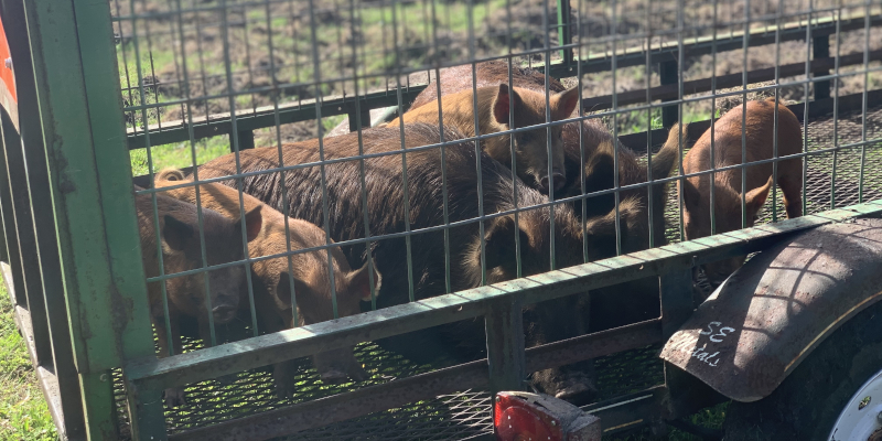 Hog Removal in Tampa, Florida
