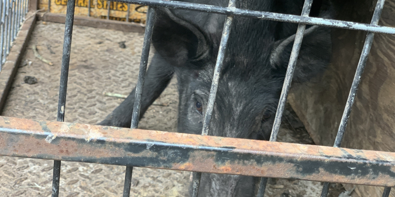 Wild Hog Removal Service in Wesley Chapel, Florida