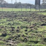 Soccer Field Hog Damage