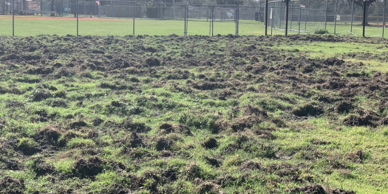 Soccer Field Hog Damage in Riverview, Florida