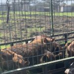 Baseball Field Hog Damage